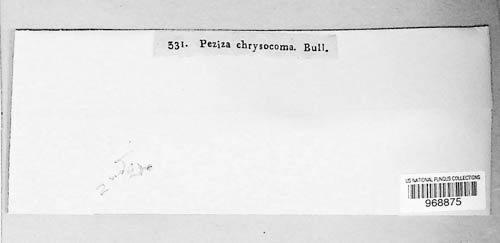 Dacrymyces chrysocomus image